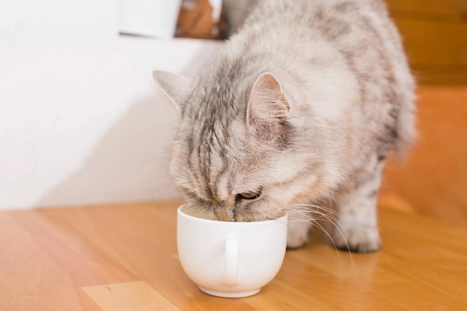 Ideer til at fremme hydrering hos katte om sommeren